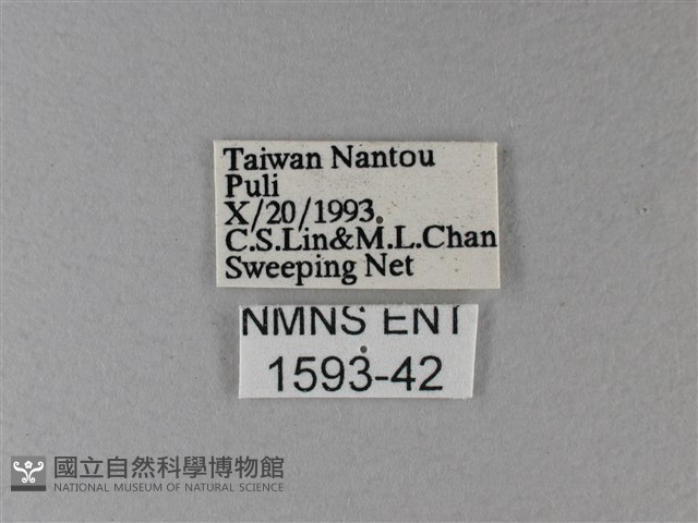 雙色帶蛺蝶藏品圖，第3張
