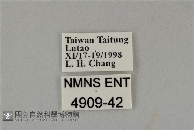 藍灰蝶沖繩亞種藏品圖，第3張