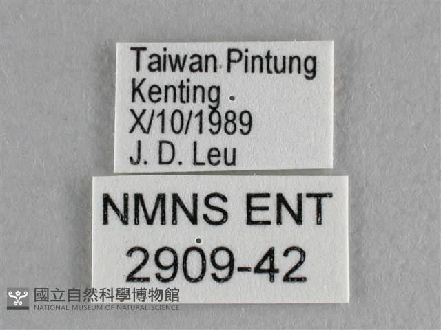 異色尖粉蝶藏品圖，第3張