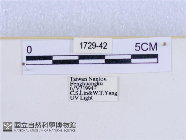 巨網燈蛾藏品圖，第3張