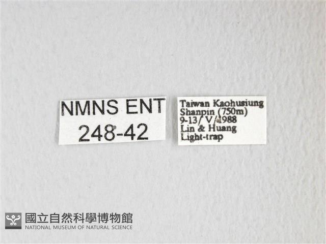 黃豹天蠶蛾藏品圖，第3張