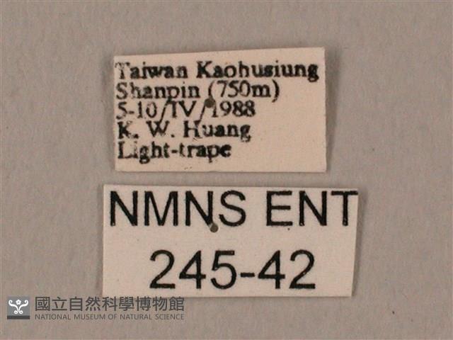 臀角斑天蛾藏品圖，第3張