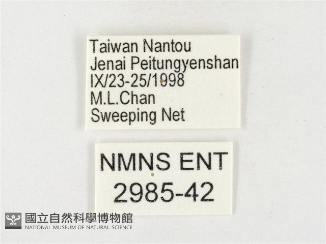 紋黃粉蝶藏品圖，第3張