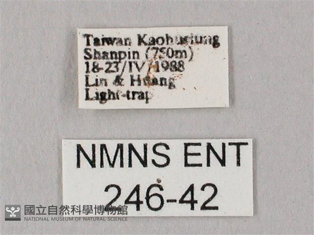 粗斜紋天蛾藏品圖，第3張