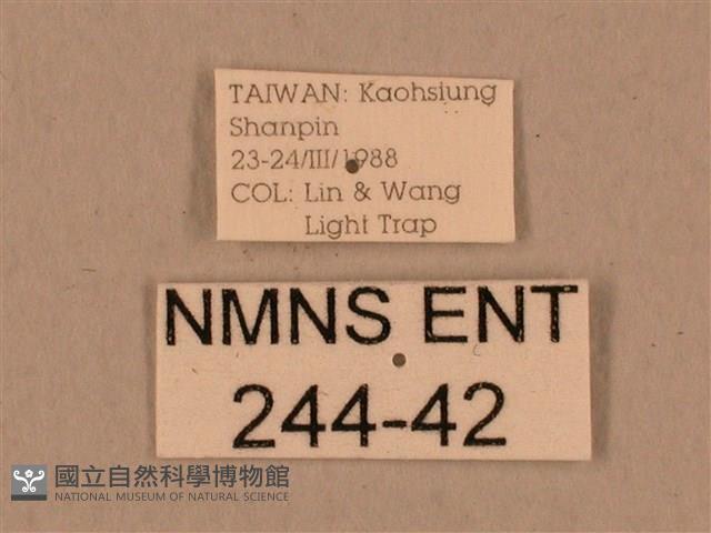 背中白天蛾藏品圖，第3張