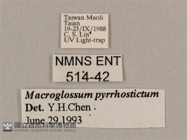 黃斑長喙天蛾藏品圖，第3張