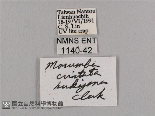 直翅六點天蛾藏品圖，第3張