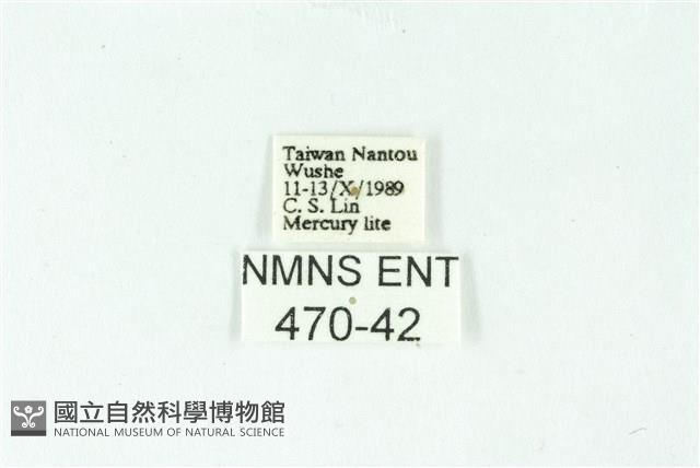 三條橙燈蛾藏品圖，第3張