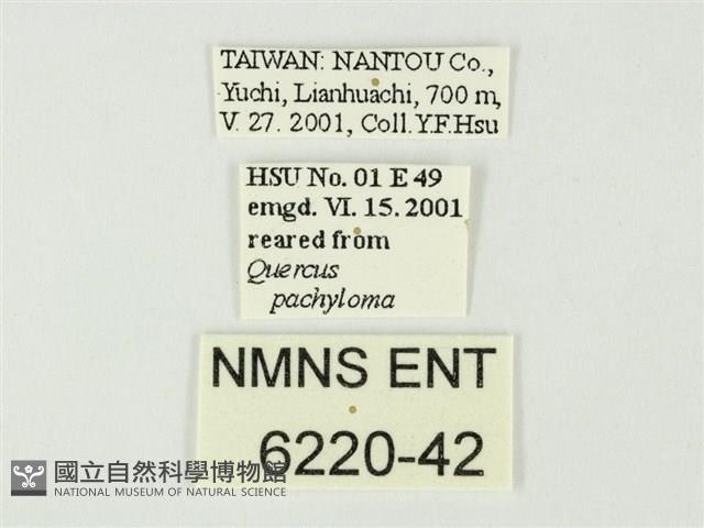 寬邊琉灰蝶藏品圖，第3張
