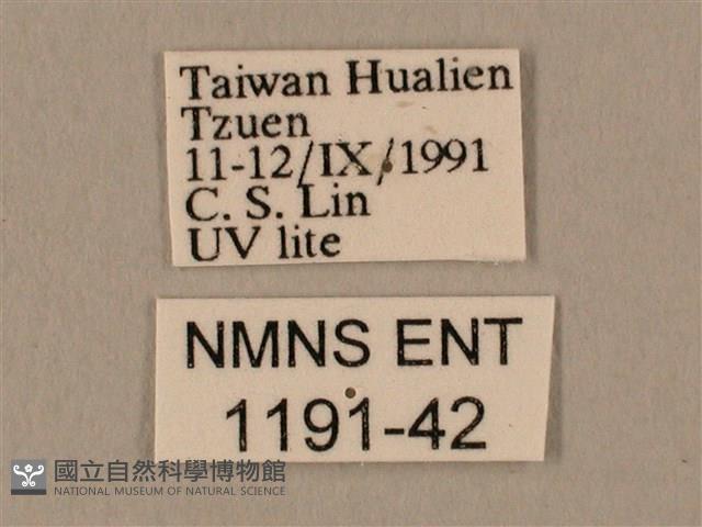 棕綠背線天蛾藏品圖，第3張