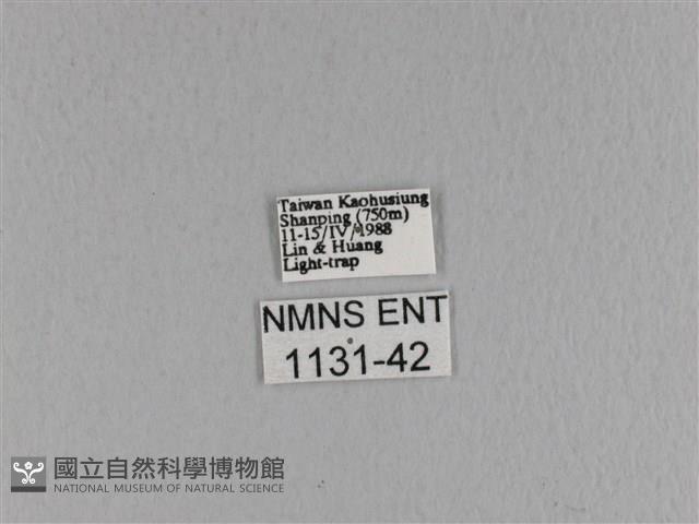 大褐斑枯葉蛾藏品圖，第3張