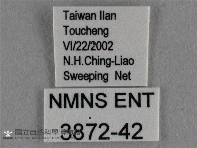 黑星灰蝶藏品圖，第3張