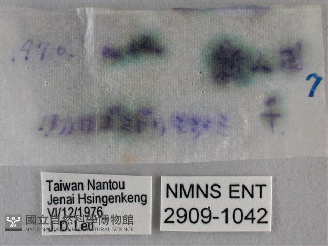 臺灣榿翠灰蝶藏品圖，第3張