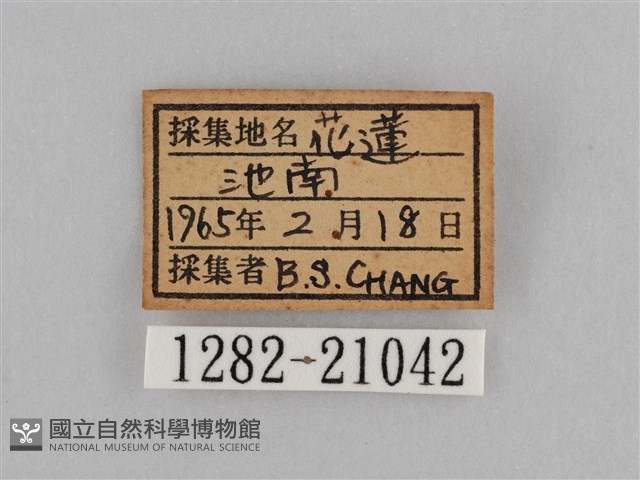 切翅眉眼蝶藏品圖，第3張