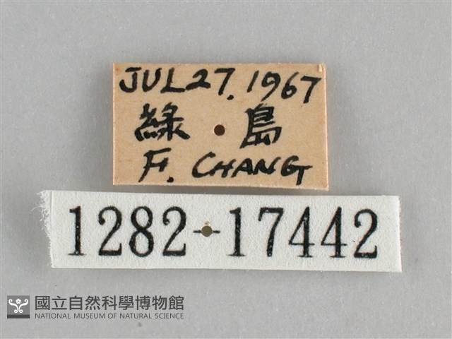 青眼蛺蝶、孔雀青蛺蝶藏品圖，第3張