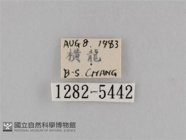 斜紋夜盜蛾藏品圖，第3張