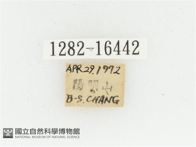 黃肩長腳花金龜藏品圖，第2張