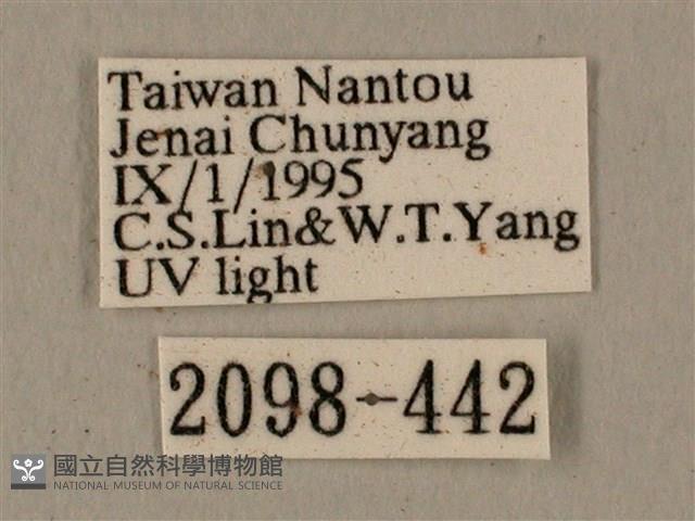 半緣缺角天蛾藏品圖，第3張