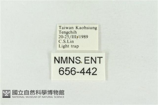 連珠波紋蛾藏品圖，第3張