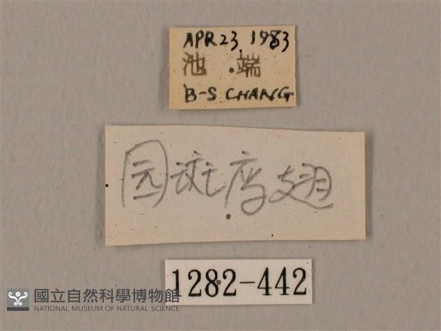 圓斑鷹翅天蛾藏品圖，第3張