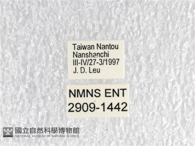 寬帶青鳳蝶藏品圖，第3張