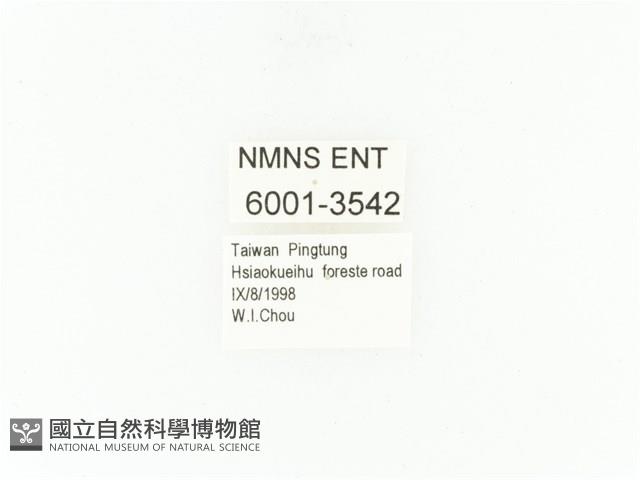 小扇角金龜藏品圖，第2張