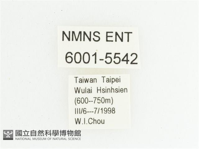 灰斑擬黑花金龜藏品圖，第2張