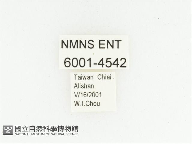 巴蘭陷紋金龜藏品圖，第2張