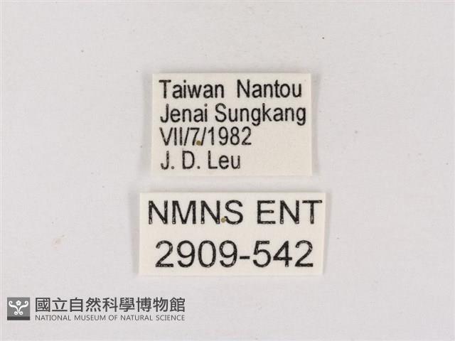 碧翠灰蝶藏品圖，第3張