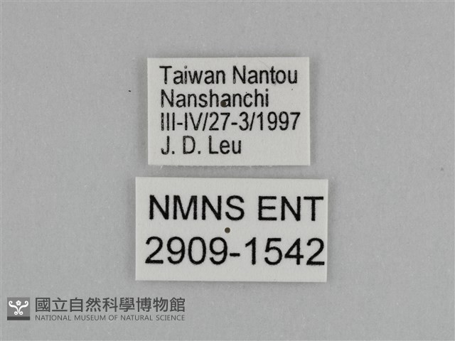 臺灣絹蛺蝶藏品圖，第3張