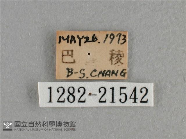 白斑弄蝶藏品圖，第3張