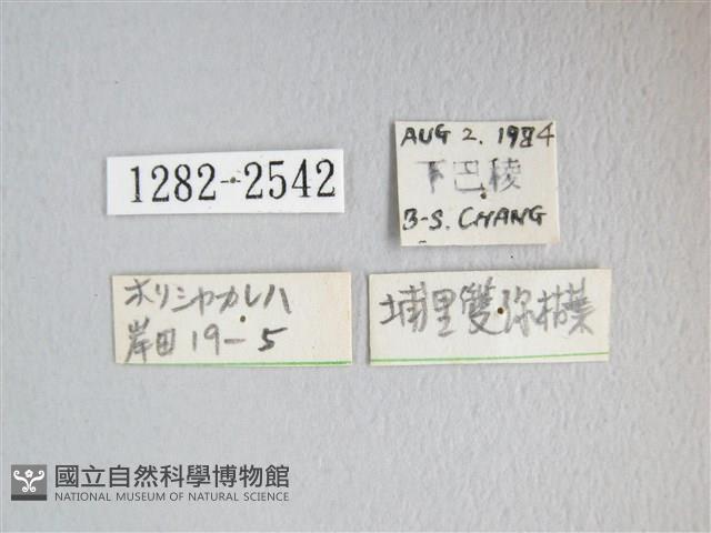 埔里雙線枯葉蛾藏品圖，第3張