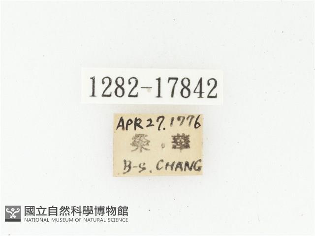 血紅虎斑花金龜藏品圖，第2張