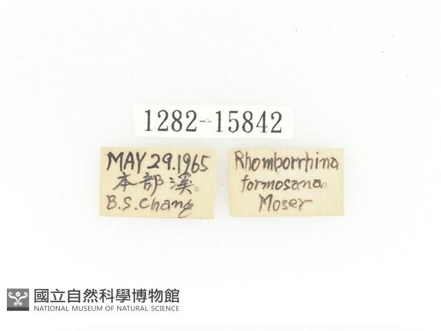 金艷騷金龜藏品圖，第2張