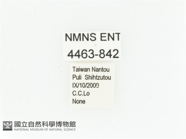 臺灣瘦花金龜藏品圖，第2張