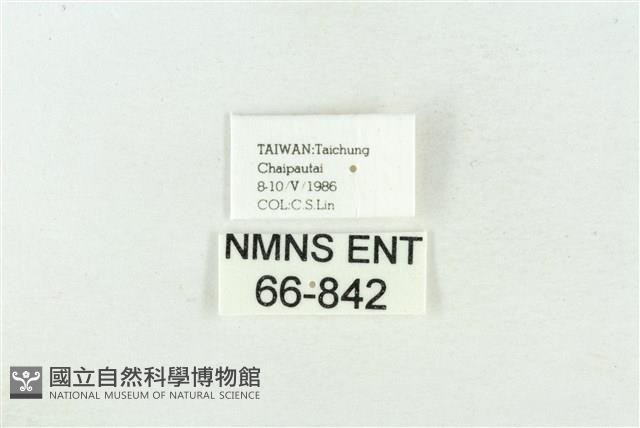 灰太波紋蛾藏品圖，第3張