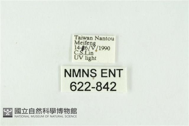 寬紋黃毒蛾藏品圖，第3張