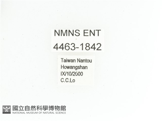 艷金龜藏品圖，第2張