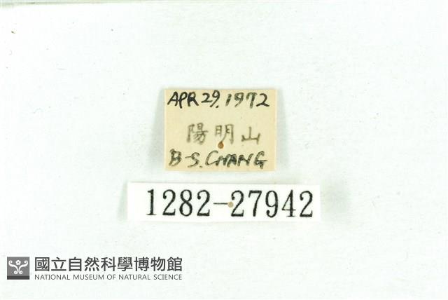 乳白斑燈蛾藏品圖，第3張