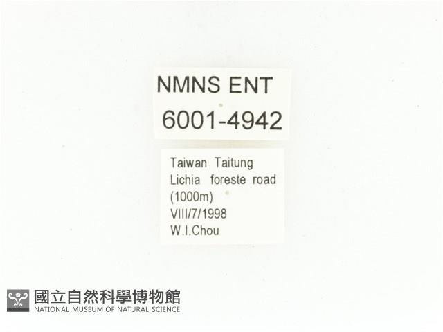 藍艷白點花金龜藏品圖，第2張