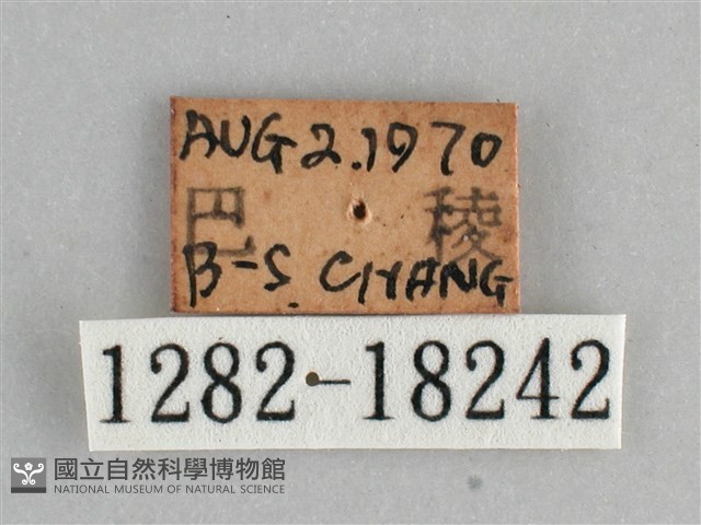 琉璃蛺蝶藏品圖，第3張