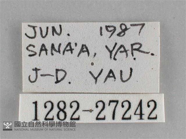 銀條斜線天蛾藏品圖，第3張