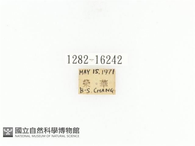 臺灣角金龜藏品圖，第2張