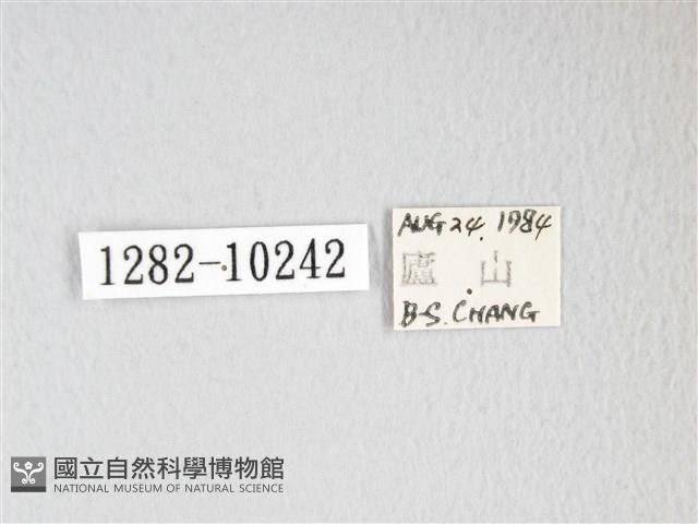 圓翅大鉤蛾藏品圖，第3張