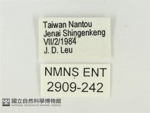 大紫琉灰蝶藏品圖，第3張