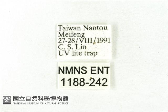 樹形尺蛾藏品圖，第3張