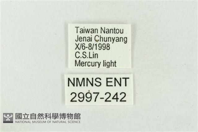 臺洒波紋蛾藏品圖，第3張