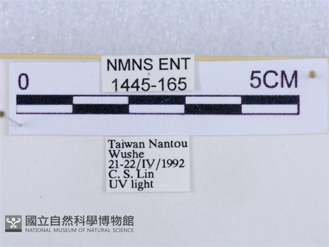 後凸蝶燈蛾藏品圖，第3張