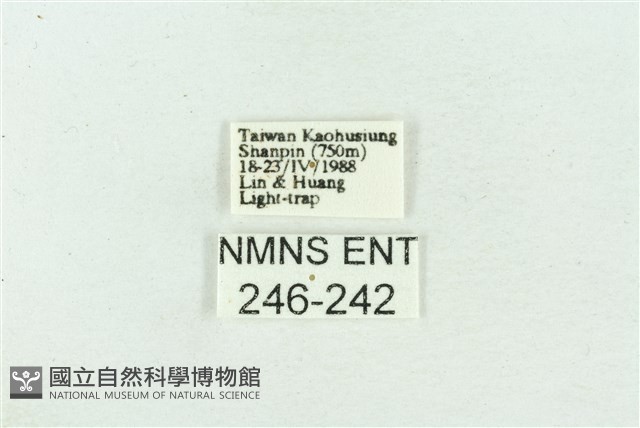 菊池污燈蛾藏品圖，第3張
