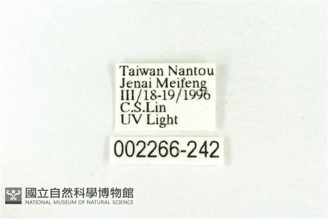 樹形尺蛾藏品圖，第3張